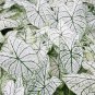 2ct. Caladium Candidum  Bulbs