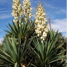 Yucca Needle White Pot Seed - Pack of 10 SEEDS!! Yucca Needle White Pot Seed - Pack of 10 SEEDS!!