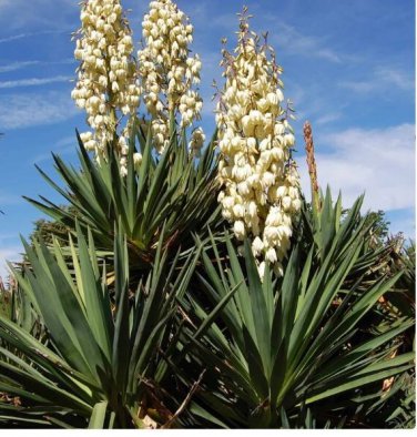 Yucca Needle White Pot Seed - Pack of 10 SEEDS!!