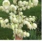 Yucca Needle White Pot Seed - Pack of 10 SEEDS!!