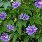 (10) Passion Fruit (Maypop) PASSIFLORA INCARNATA Seeds (10) Passion Fruit (Maypop) PASSIFLORA INCARNATA Seeds