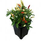 Fire Pepper Plant - World's Smallest Pepper - 2.5" Pot Fire Pepper Plant - World's Smallest Pepper - 2.5" Pot