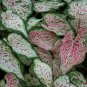 `2x Caladium Day Dreamer -Chicsonabudget