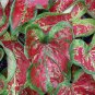 Caladium 'Mesmerized Bulbs (2 Bulbs)