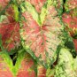 Caladium 'Mesmerized Bulbs (2 Bulbs)