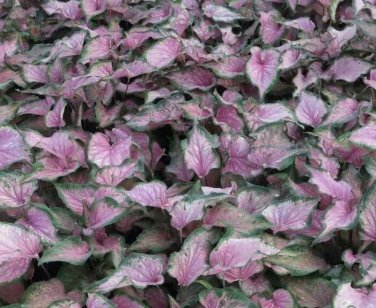 2x Caladium Caladium 'Va Va Violet Bulbs -Chicsonabudget