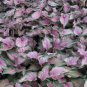 2x Caladium Caladium 'Va Va Violet Bulbs -Chicsonabudget