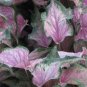 2x Caladium Caladium 'Va Va Violet Bulbs -Chicsonabudget