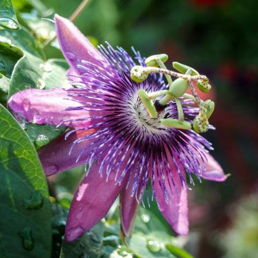 PASSION FRUIT purple flower vine maypop PASSIFLORA INCARNATA plant seed 10 SEEDS