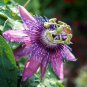 PASSION FRUIT purple flower vine maypop PASSIFLORA INCARNATA plant seed 10 SEEDS