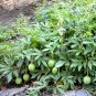 PASSION FRUIT purple flower vine maypop PASSIFLORA INCARNATA plant seed 10 SEEDS