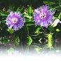 PASSION FRUIT purple flower vine maypop PASSIFLORA INCARNATA plant seed 10 SEEDS