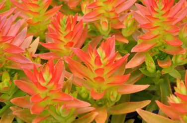 Crassula Capitella 'Campfire Crassula' 2" Pot