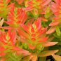 Crassula Capitella 'Campfire Crassula' 2" Pot