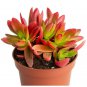 Crassula Capitella 'Campfire Crassula' 2" Pot