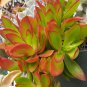 Crassula Capitella 'Campfire Crassula' 2" Pot