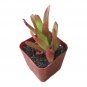 Crassula Capitella 'Campfire Crassula' 2" Pot
