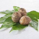 (3) Taro Root Elephant Ear Bulbs (3) Taro Root Elephant Ear Bulbs