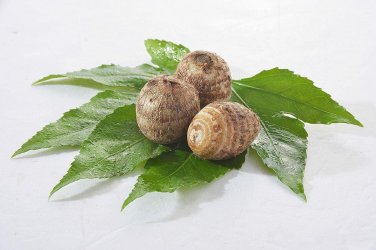 (3) Taro Root Elephant Ear Bulbs
