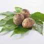 (3) Taro Root Elephant Ear Bulbs