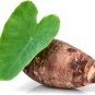 (3) Taro Root Elephant Ear Bulbs