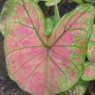 (2PC) Caladium Pink Illusion Bulbs Size #2 (2PC) Caladium Pink Illusion Bulbs Size #2