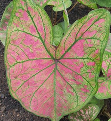 (2PC) Caladium Pink Illusion Bulbs Size #2