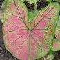 (2PC) Caladium Pink Illusion Bulbs Size #2