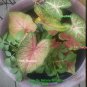 (2PC) Caladium Pink Illusion Bulbs Size #2