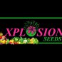 (2PC) Caladium Pink Illusion Bulbs Size #2