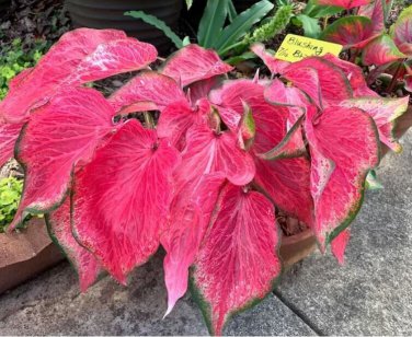`2x Caladium Blushing Bride Size #2 (You get 2 Bulbs) -caladiumparadise