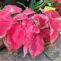 `2x Caladium Blushing Bride Size #2 (You get 2 Bulbs) -caladiumparadise