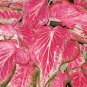 `2x Caladium Blushing Bride Size #2 (You get 2 Bulbs) -caladiumparadise