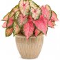 `2x Caladium Blushing Bride Size #2 (You get 2 Bulbs) -caladiumparadise