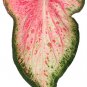 `2x Caladium Blushing Bride Size #2 (You get 2 Bulbs) -caladiumparadise