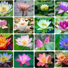 (100) Mixed Aquatic Hardy Water Lily Bonsai Lotus Seeds (100) Mixed Aquatic Hardy Water Lily Bonsai Lotus Seeds