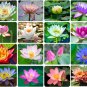 (100) Mixed Aquatic Hardy Water Lily Bonsai Lotus Seeds