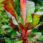 5 Red Abyssinian False Banana Plant Tree Seeds RARE