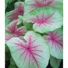 Caladium 'Mint Julep Size #2 ***Medium (You get 2 bulbs) Caladium 'Mint Julep Size #2 ***Medium (You get 2 bulbs)