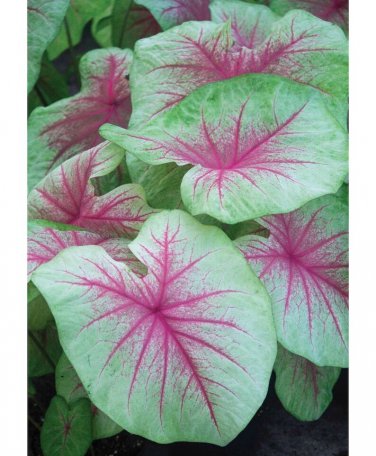 Caladium 'Mint Julep Size #2 ***Medium (You get 2 bulbs)