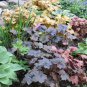 Coral Bells- Heuchera-1200 Coral Bells Plant Seeds Alumroot Rock Geranium