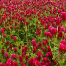 Crimson Clover Cover Crop 1000 Seeds | NON-GMO | Heirloom | (Chicsonabudget) Crimson Clover Cover Crop 1000 Seeds | NON-GMO | Heirloom | (Chicsonabudget)
