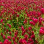 Crimson Clover Cover Crop 1000 Seeds | NON-GMO | Heirloom | (Chicsonabudget)