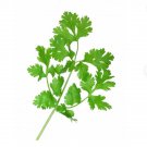 250 CILANTRO Seeds + Gift 250 CILANTRO Seeds + Gift