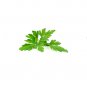 250 CILANTRO Seeds + Gift