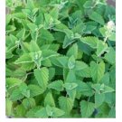 CATNIP SEEDS 300+ COMMON CAT NIP perennial herb GARDEN kitty MEOW FREE SHIPPING CATNIP SEEDS 300+ COMMON CAT NIP perennial herb GARDEN kitty MEOW FREE SHIPPING