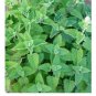 CATNIP SEEDS 300+ COMMON CAT NIP perennial herb GARDEN kitty MEOW FREE SHIPPING