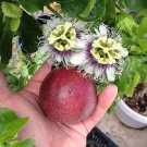 Live Purple Possum Passion Fruit Vine Live Plant - Passiflora edulis Live Purple Possum Passion Fruit Vine Live Plant - Passiflora edulis