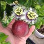 Live Purple Possum Passion Fruit Vine Live Plant - Passiflora edulis