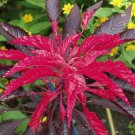 20 Amaranthus Tricolor (RED) Perfecta Seeds